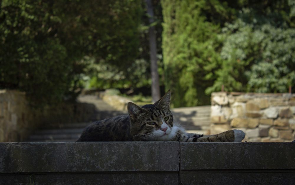 Фотография автора Ярослава Ангорская