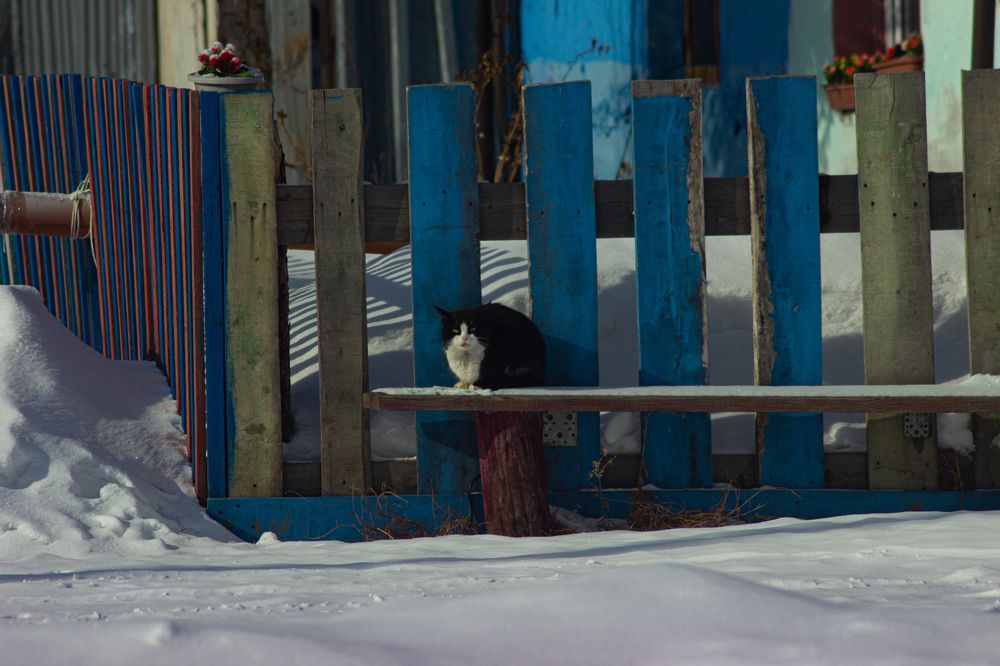 Фотография автора Ярослава Ангорская