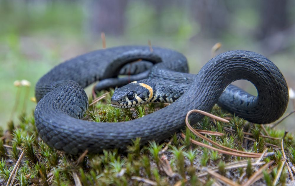 Photograph by Роман Кудрявцев