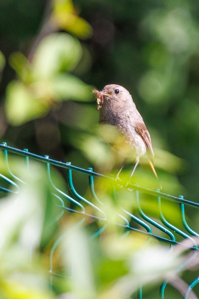 Кормилица с кормёжкой