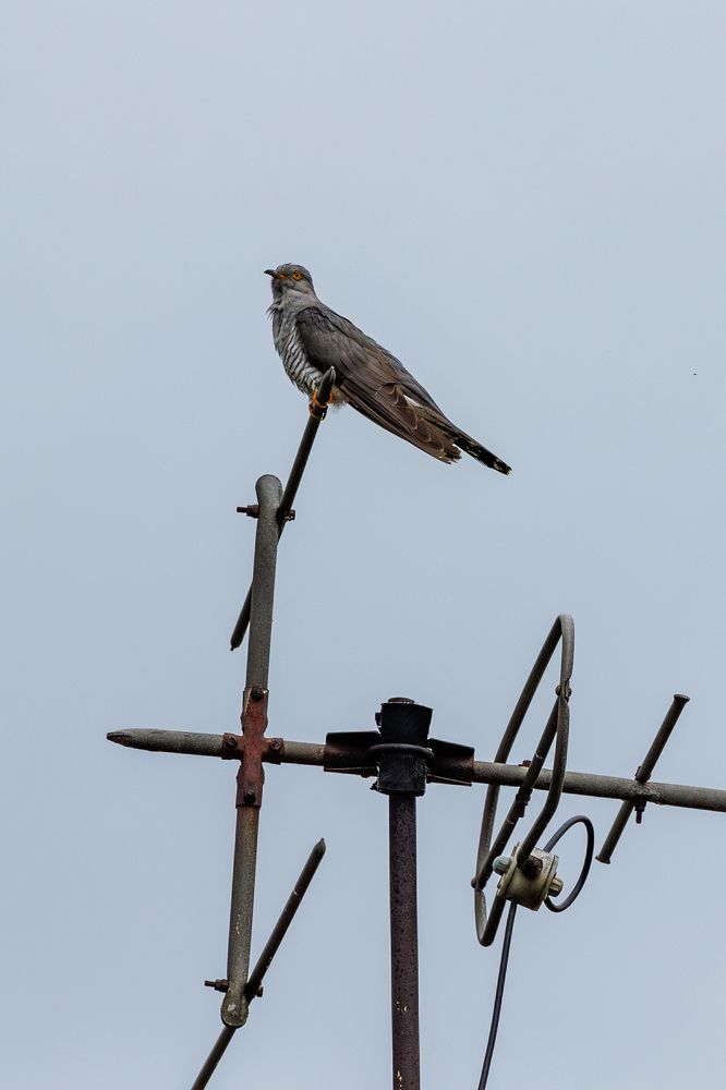 Накукую много зим, много лет и пришлю телепривет.