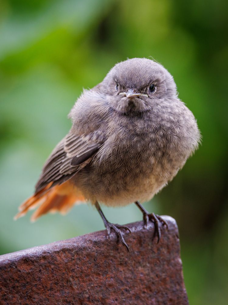 Где же мама, где еда? А ну подать еду сюда!