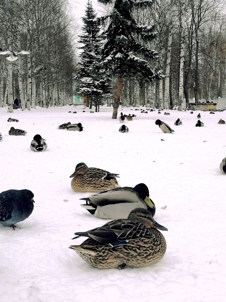 Photograph by Татьяна Бешенкина