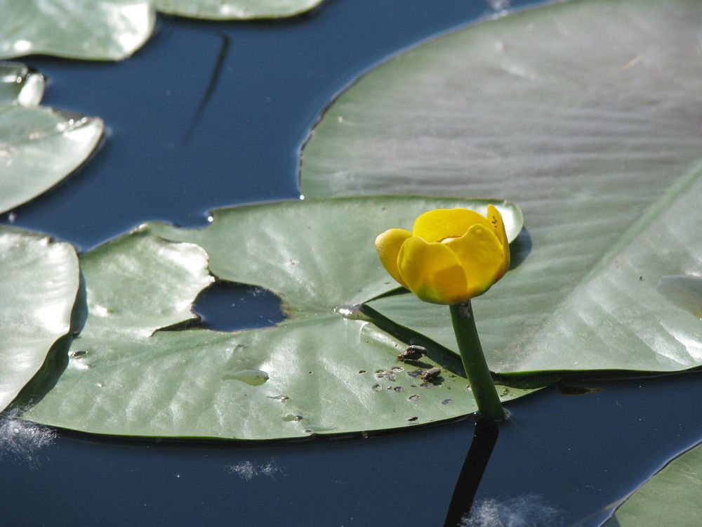 Photograph by Лада Кляузина