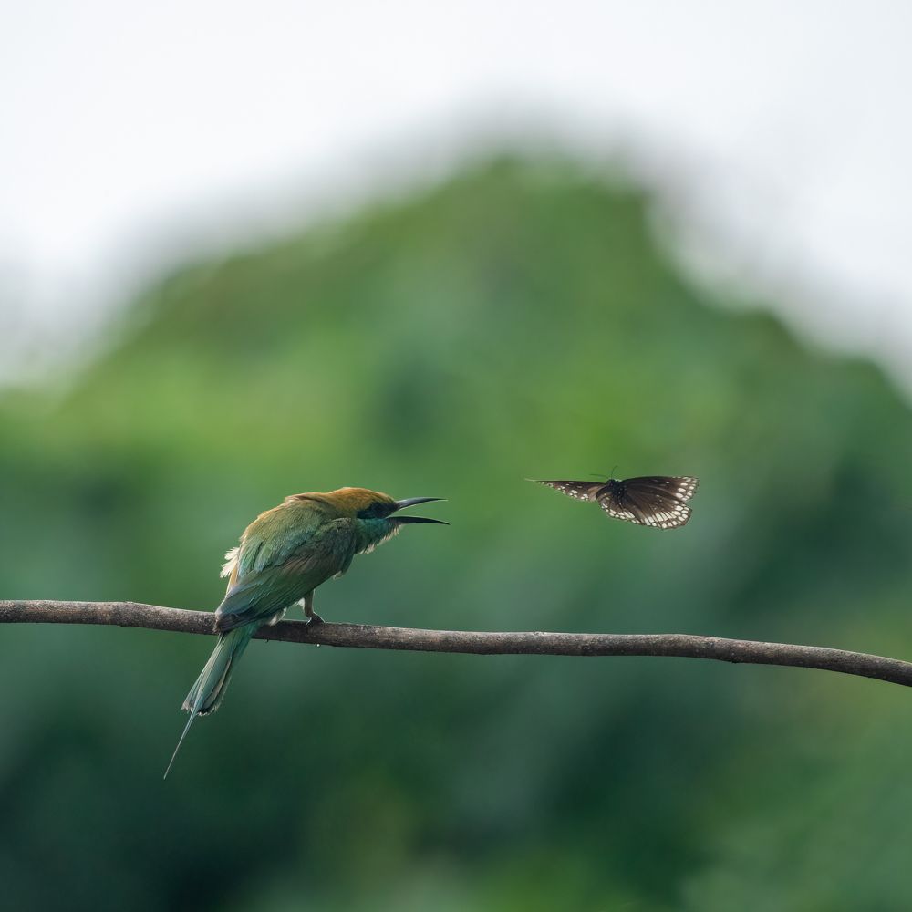 Photograph by JISHNUDEV PULINKUZHY