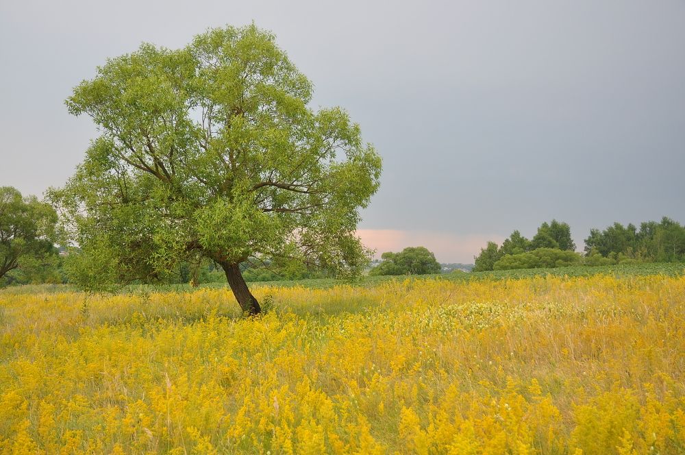 Photograph by Лариса Стрекулева