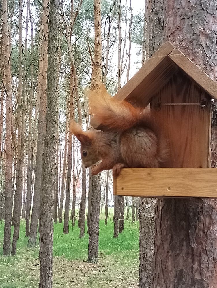 Фотография автора Михаил Бурминский