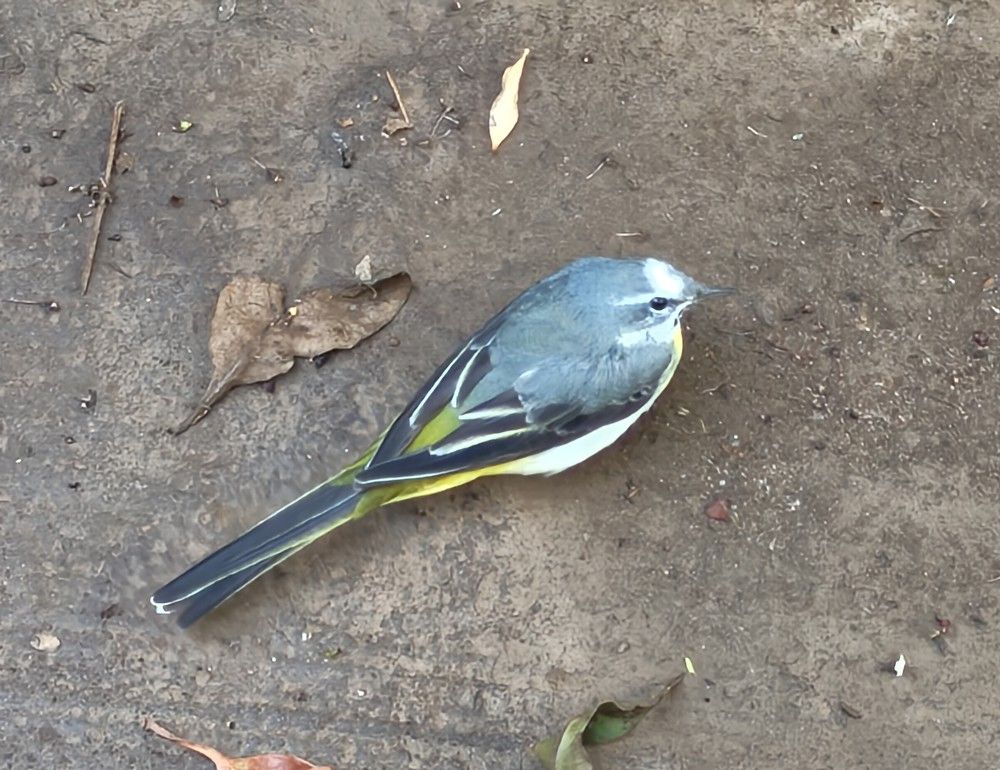 Grey Wagtail Bird
