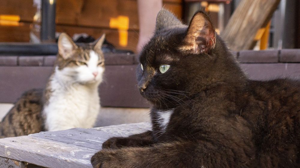 Фотография автора Роман Чернышов