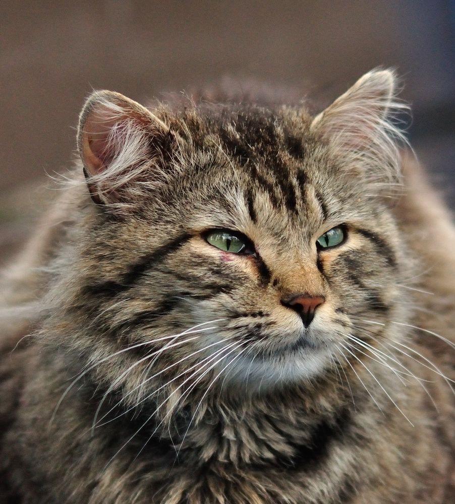 Бойцовый кот