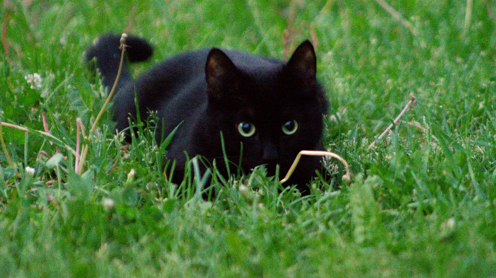 Фотография автора Роман Чернышов