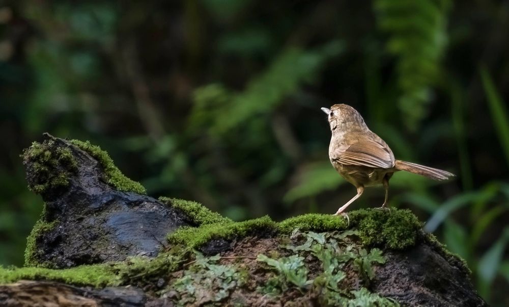 Photograph by Sin shing Lim