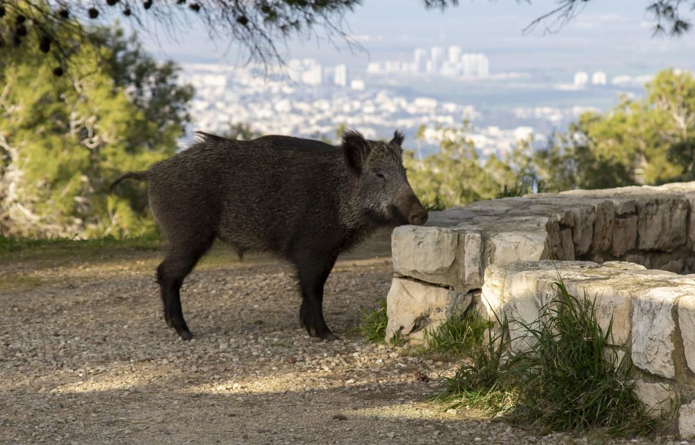 Photograph by Валентина Лопаткина