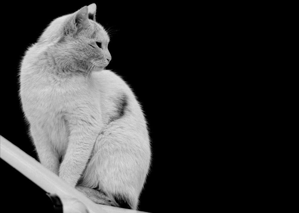 Фотография автора reza ahmadi