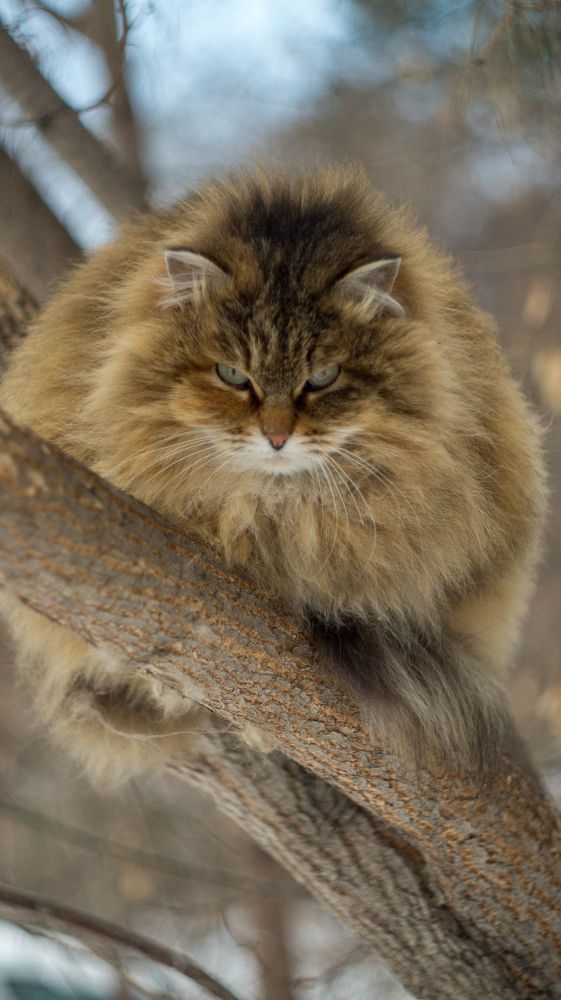 Фотография автора Роман Чернышов