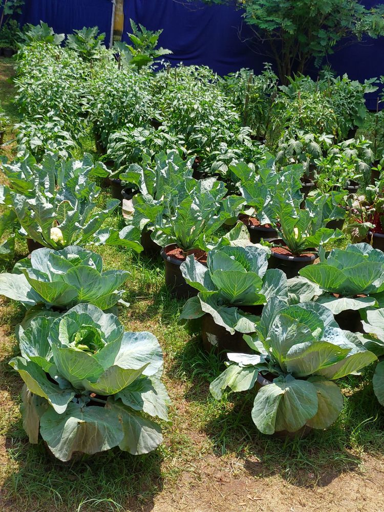 Cabbage niceli grown