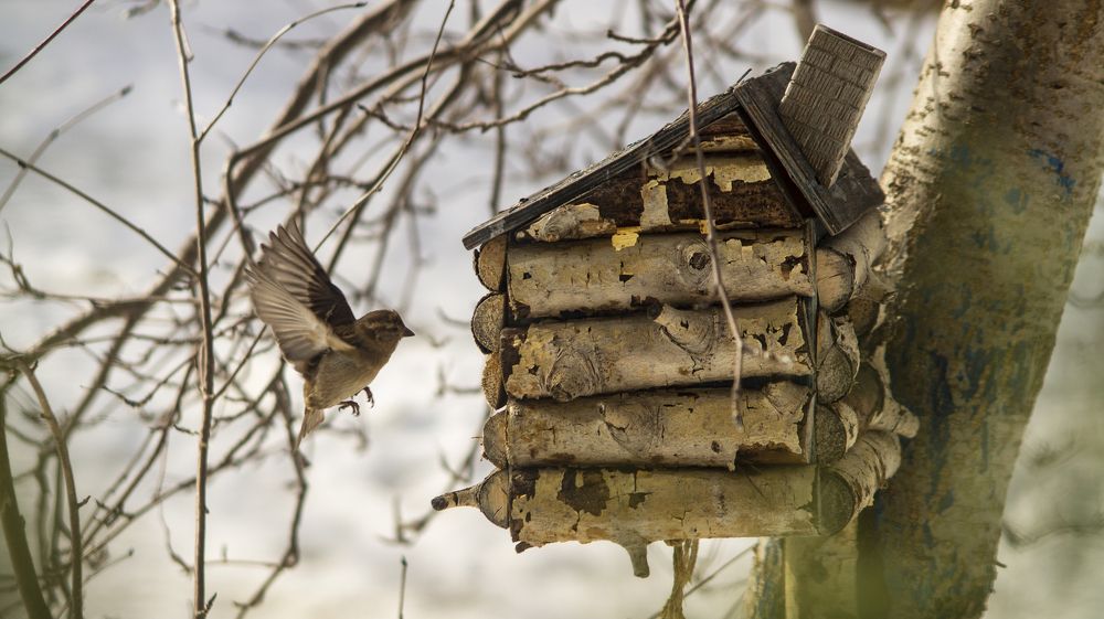 Фотография автора Роман Чернышов