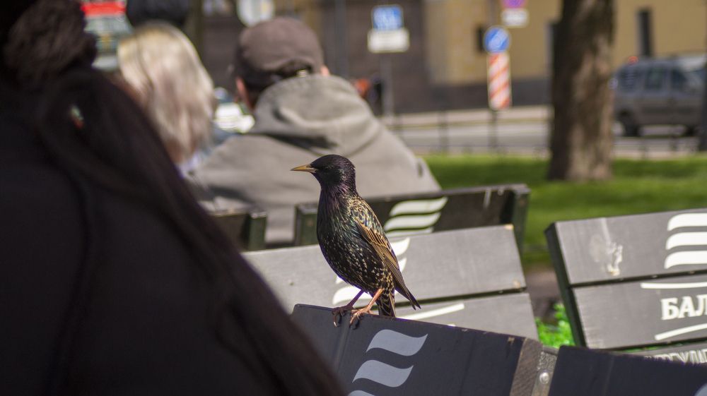Фотография автора Роман Чернышов