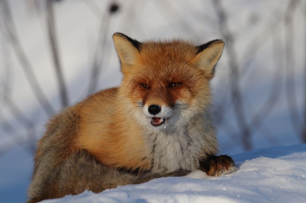 Photograph by Евгений Ничипорук