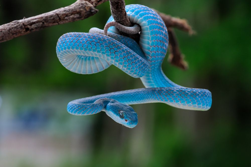 Photograph by Maryanto