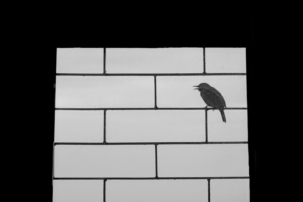 Photograph by CHINMOY BISWAS