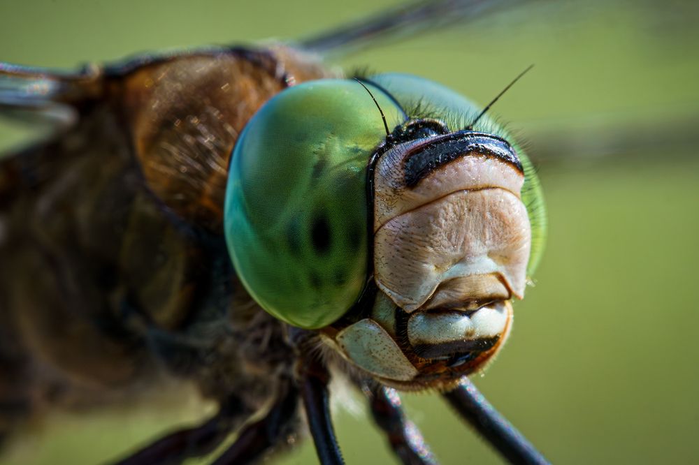 Photograph by Alvils Baltins