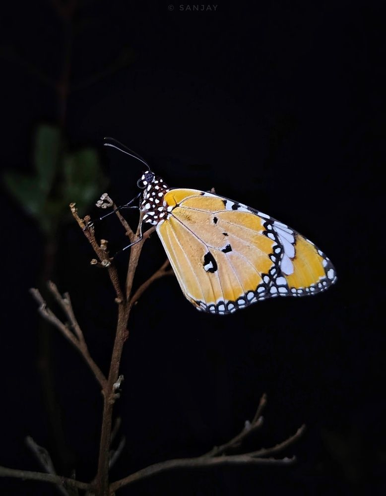 Фотография автора Sanjay karmakar