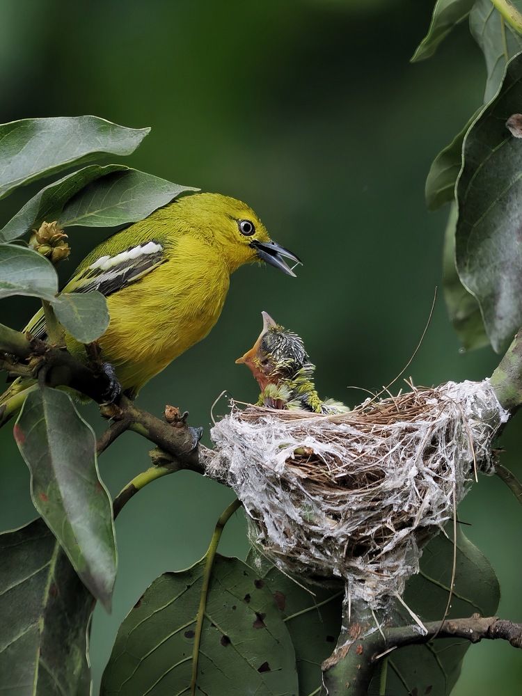 Photograph by Asa Satria Said