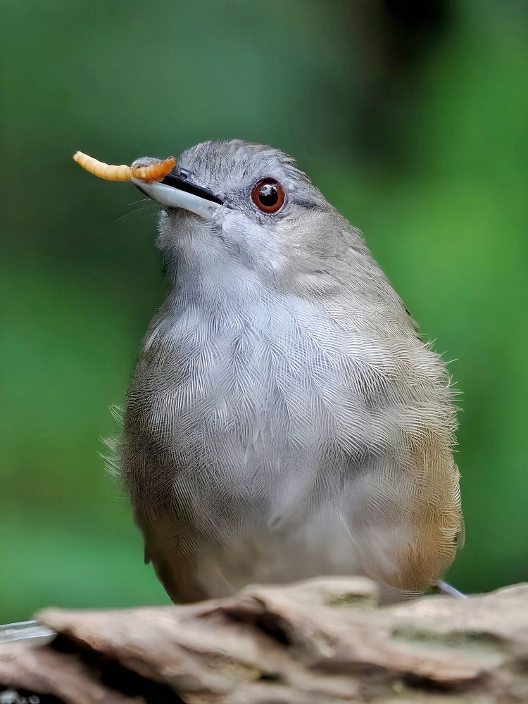 Photograph by Asa Satria Said