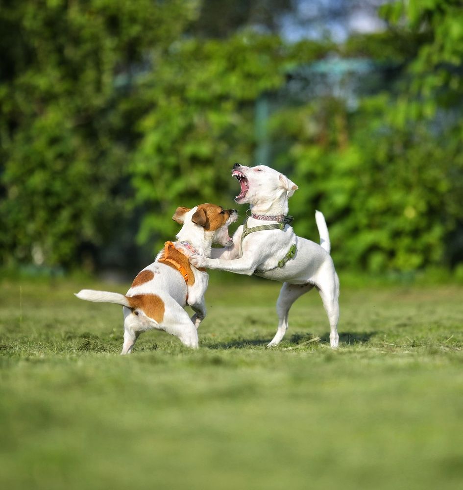 Photograph by Вячеслав Романов