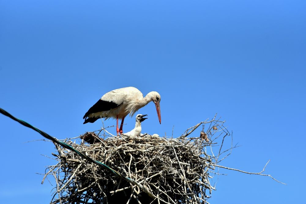 Фотография автора Сергей Чесноков