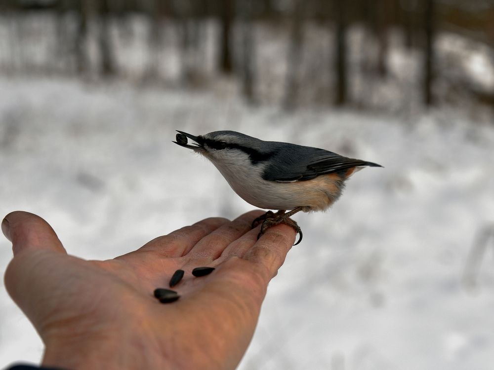 Фотография автора Сергей Чесноков