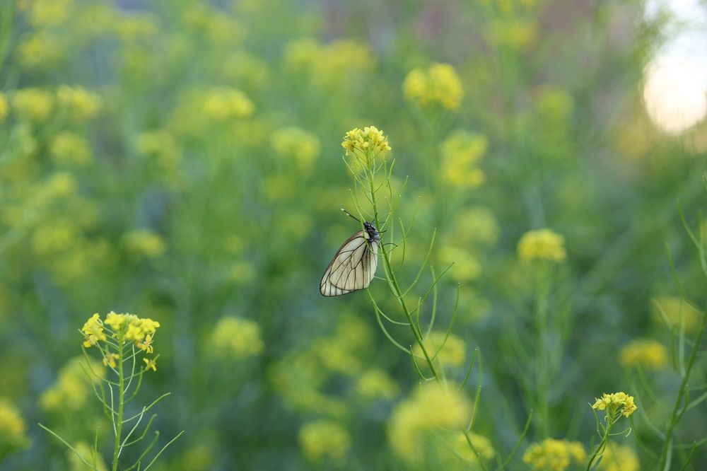 Photograph by Ольга Фраш