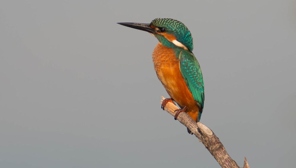 Photograph by Radenko Malić