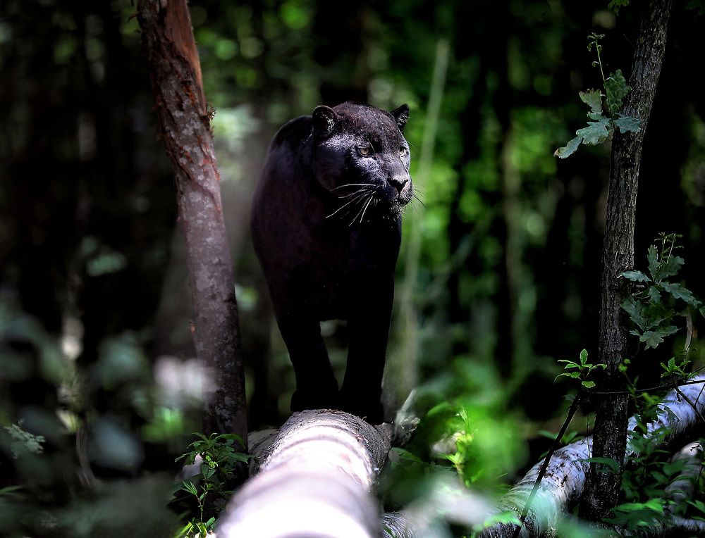 Photograph by Андрей Автухов