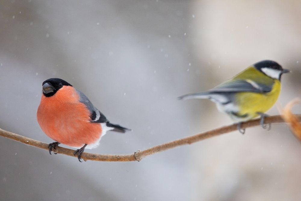 Photograph by Александр Белов