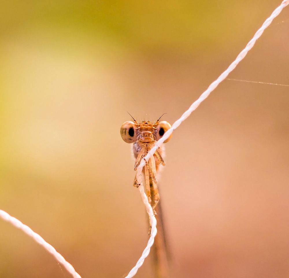 Photograph by MD Fahad Mollik