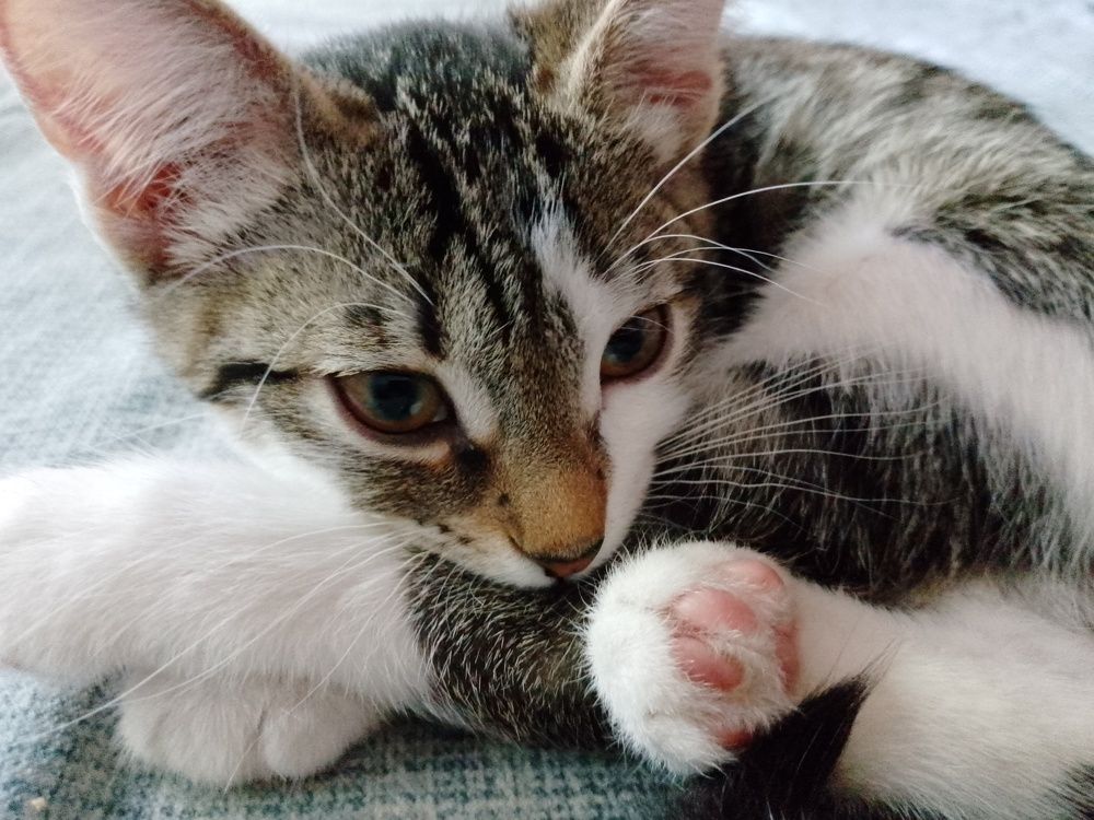 Photo #10774062