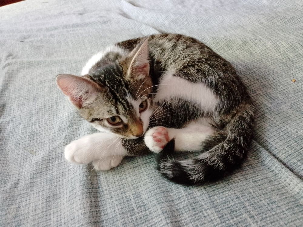 Photo #10774068