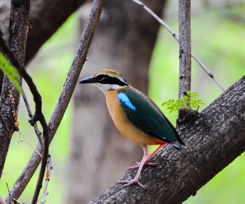 Photograph by Nikhil Raghuwanshi