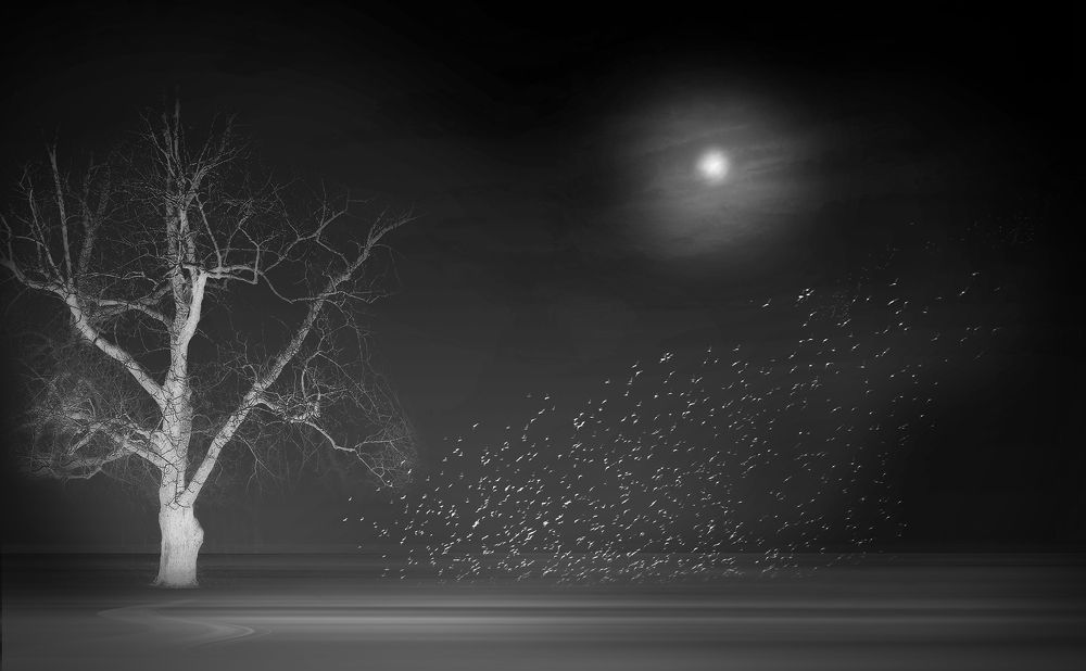 Фотография автора Шипунова Ирина