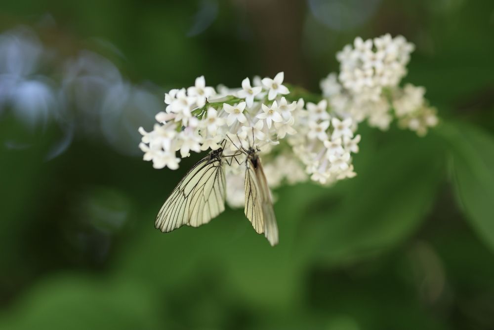 Photograph by Ольга Фраш