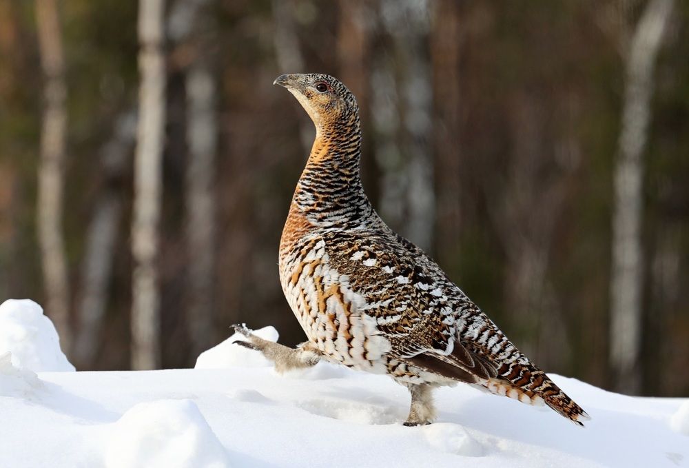 Photograph by Сергей Хитра