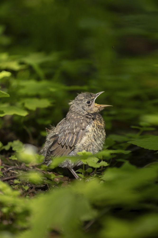 Photograph by Oksana Sysoeva