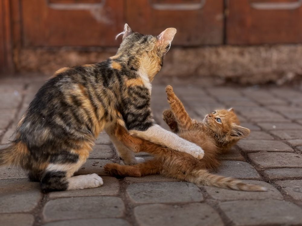 Photograph by Ирина Сатырь