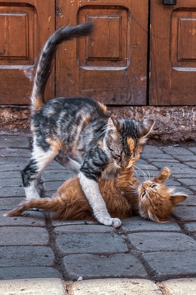 Photograph by Ирина Сатырь