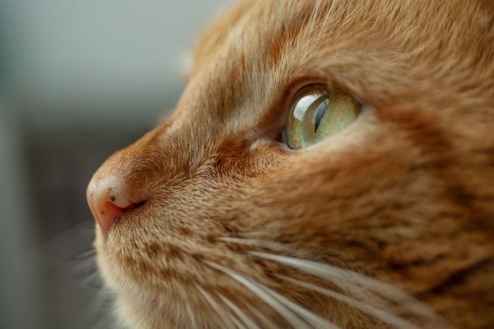 Photograph by Марина Зборацкая