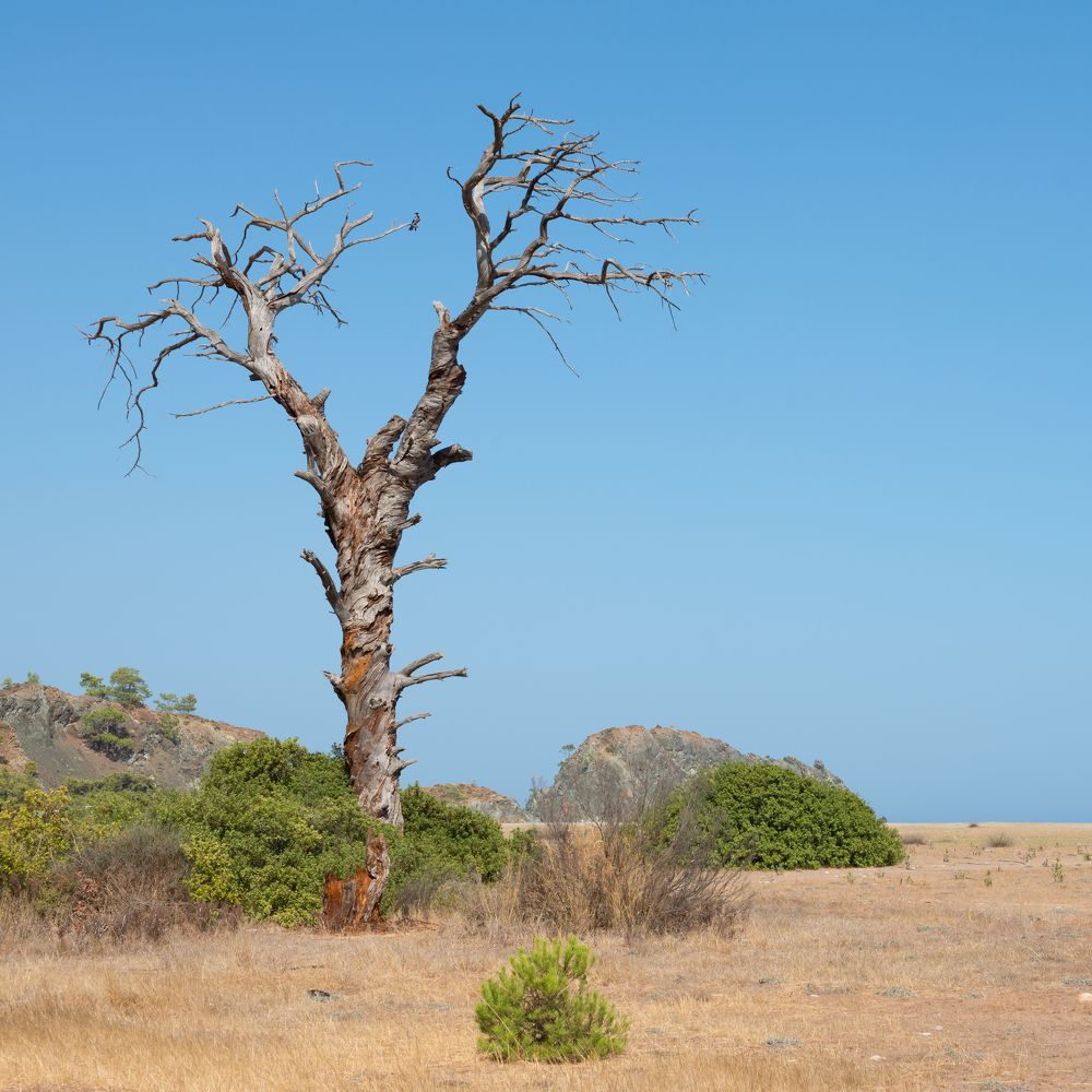 Сухой остаток