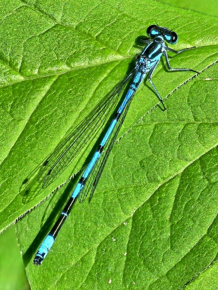 Стрелка копьеносная ( разнокрылая стрекоза)