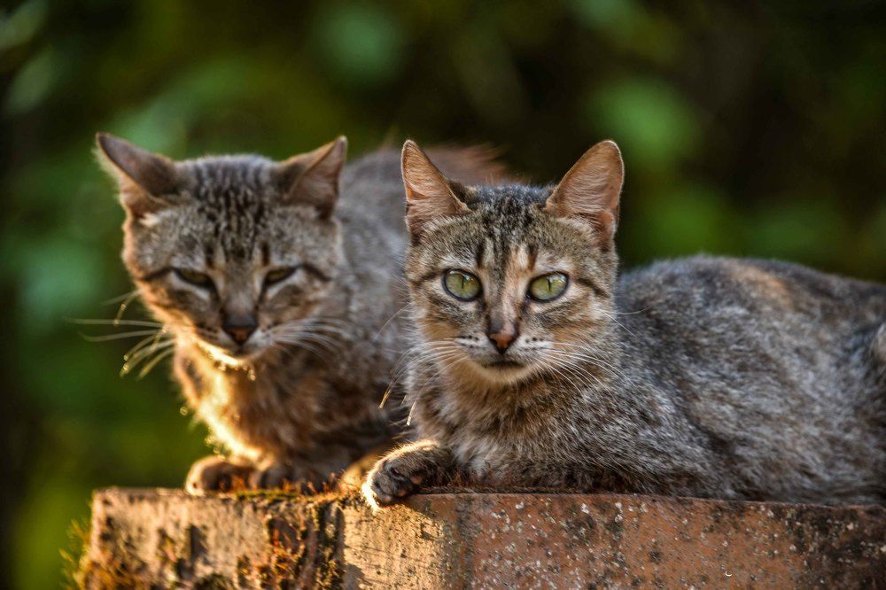 Photograph by Ricardo Kimmich